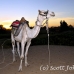 camel_bank_west_lux_h_0018_egy3100.jpg
